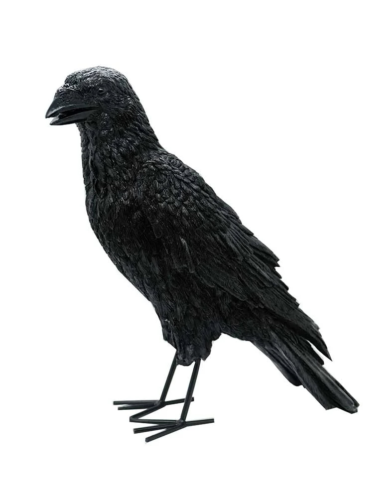 Crow Black 31x14x34cm SKU: X89602